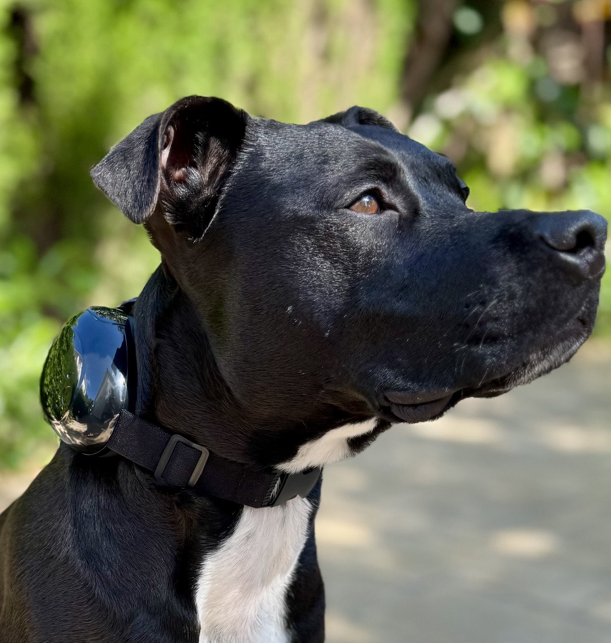 Protector Auditivo para Perros – Cancelación de Ruido y Comodidad Total
