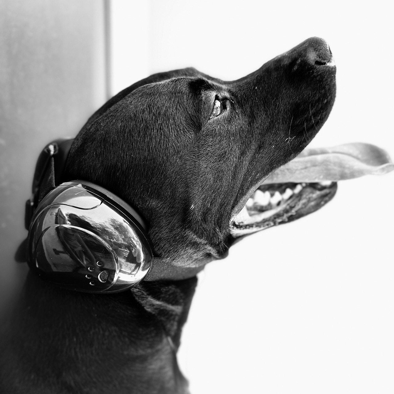 Protector Auditivo para Perros – Cancelación de Ruido y Comodidad Total