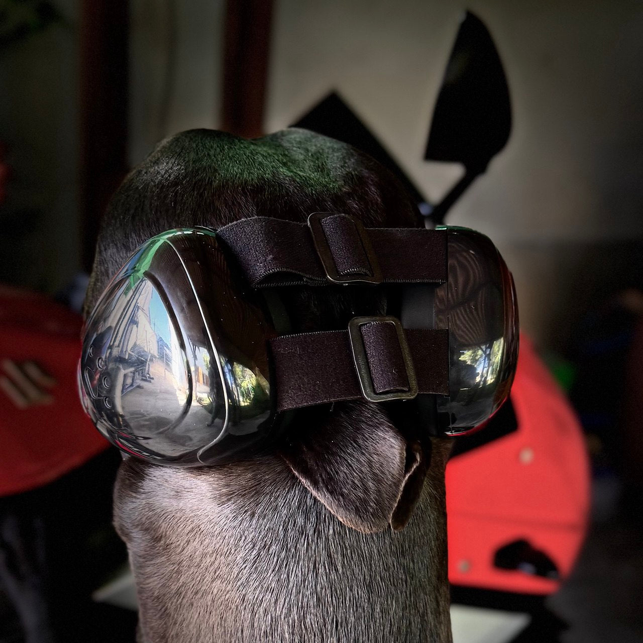 Protector Auditivo para Perros – Cancelación de Ruido y Comodidad Total