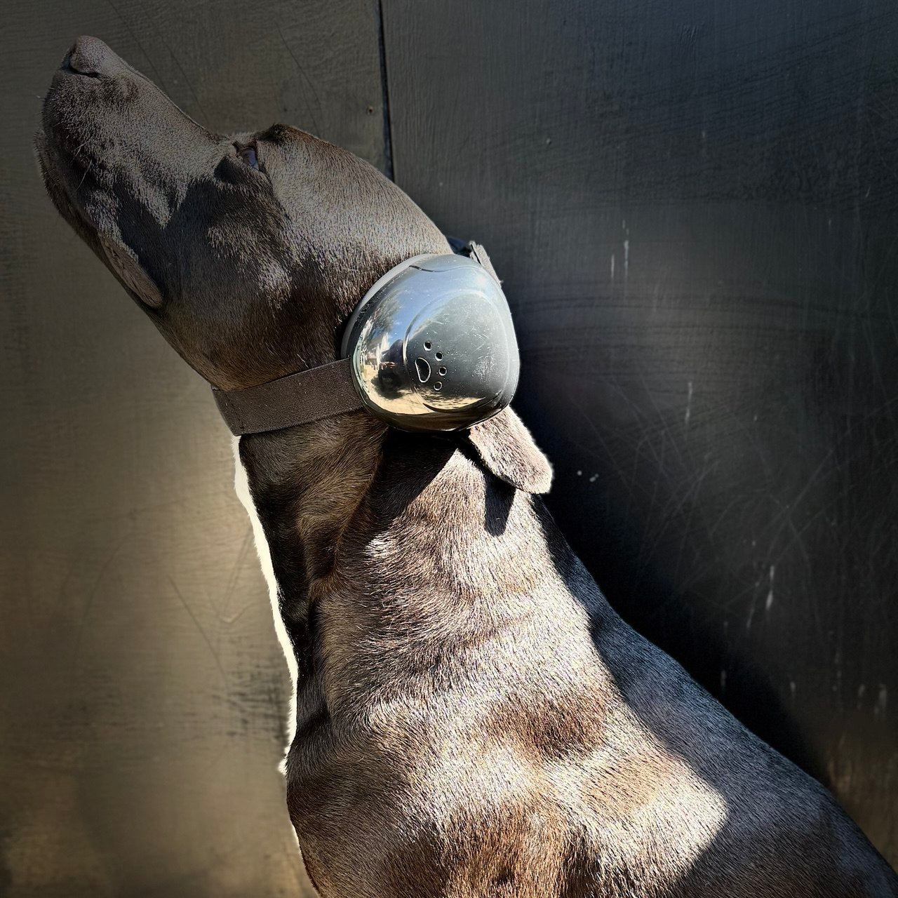Protector Auditivo para Perros – Cancelación de Ruido y Comodidad Total