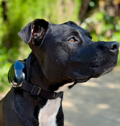 CalmNest - Protector Auditivo para Perros – Cancelación de Ruido y Comodidad Total