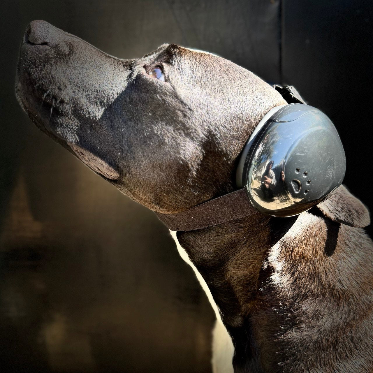 Protector Auditivo para Perros – Cancelación de Ruido y Comodidad Total
